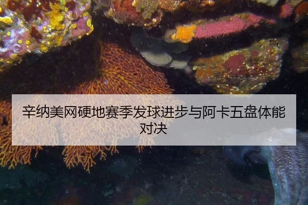 xin-na-mei-wang-ying-di-sai-ji-fa-qiu-jin-bu-yu-a-ka-wu-pan-ti-neng-dui-jue-3-214.jpg